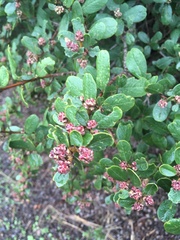 Ceanothus megacarpus