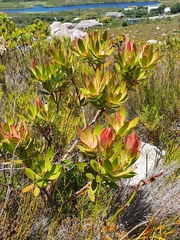 Leucadendron gandogeri