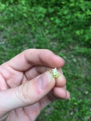 Crataegus chrysocarpa phoeniceoides