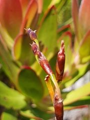 Leucadendron gandogeri