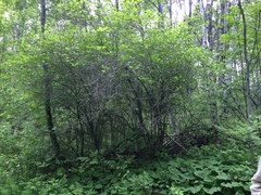 Crataegus chrysocarpa phoeniceoides