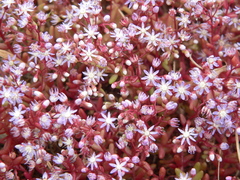 Sedum caeruleum