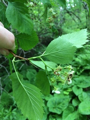 Crataegus chrysocarpa phoeniceoides