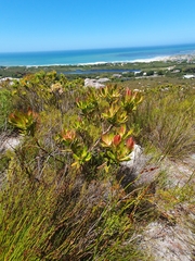 Leucadendron gandogeri