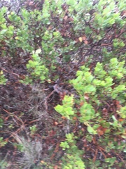 Arctostaphylos insularis