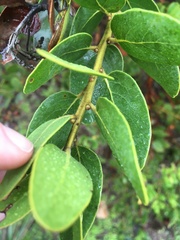 Arctostaphylos insularis