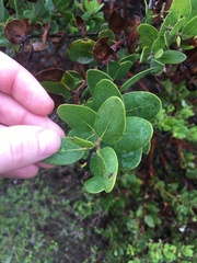 Arctostaphylos insularis