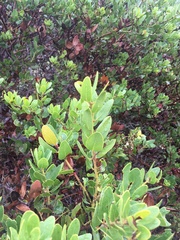 Arctostaphylos insularis