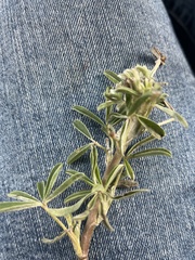 Lupinus arboreus