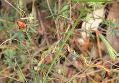 Stenanthera conostephioides