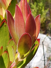 Leucadendron gandogeri