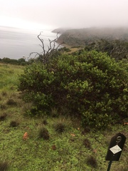 Arctostaphylos insularis