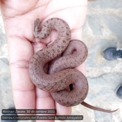 Storeria storerioides