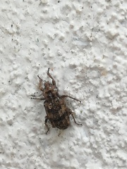 Entomoderus
