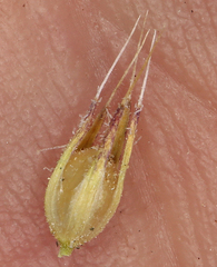 Langloisia setosissima
