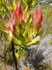 Leucadendron gandogeri