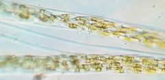 Berkeleya rutilans