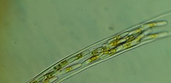 Berkeleya rutilans