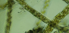 Berkeleya rutilans