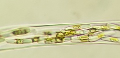 Berkeleya rutilans