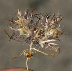 Langloisia setosissima