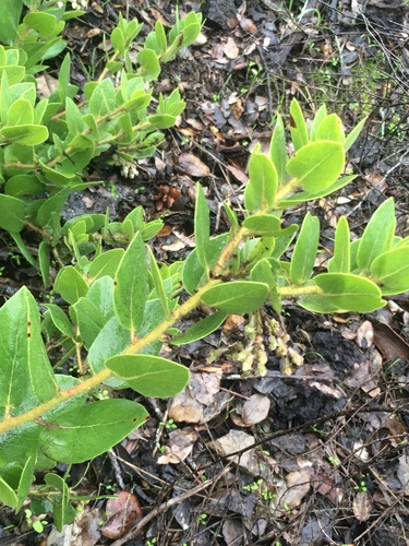 Arctostaphylos viridissima, photograph 2