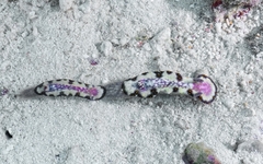 Hypselodoris