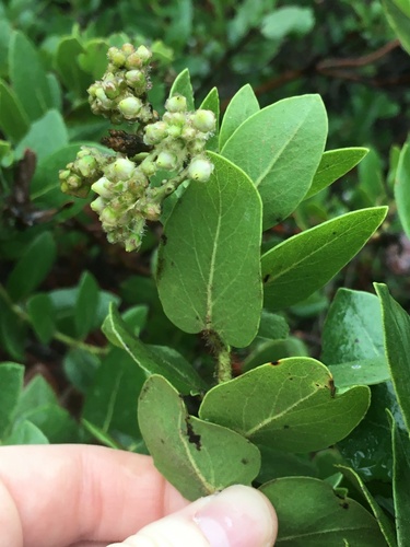 Arctostaphylos viridissima, photograph 1