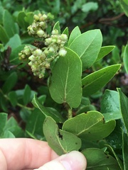 Arctostaphylos viridissima