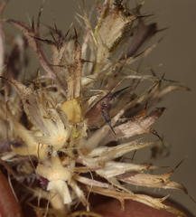 Langloisia setosissima