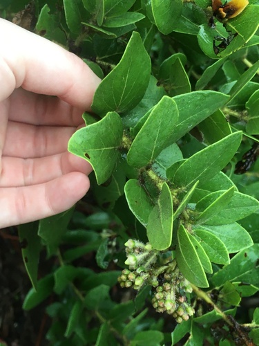 Image of Arctostaphylos viridissima by (c) harrier, some rights reserved (CC BY)