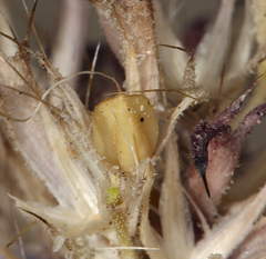 Langloisia setosissima