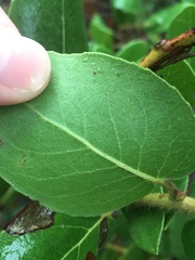Arctostaphylos viridissima