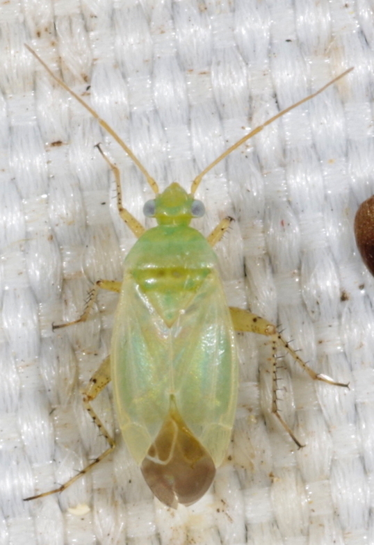 Europiella alpina