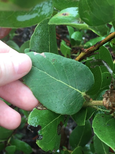 Arctostaphylos viridissima, photograph 6