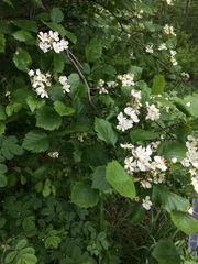 Crataegus chrysocarpa phoeniceoides