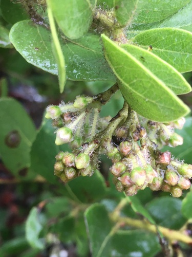 Arctostaphylos viridissima, photograph 5
