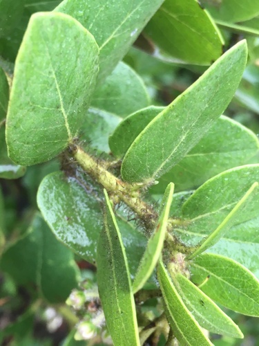 Arctostaphylos viridissima, photograph 3