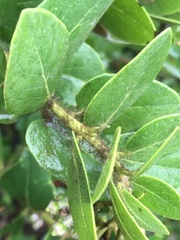 Arctostaphylos viridissima