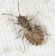 Nithecus jacobaeae