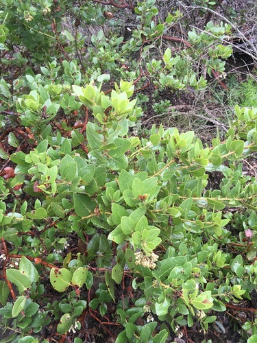 white-haired manzanita (Arctostaphylos viridissima)