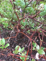 Arctostaphylos viridissima
