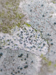 Arthonia radiata