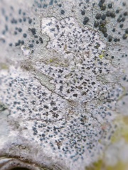 Arthonia radiata