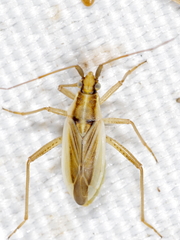 Stenodema holsata