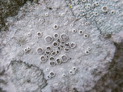 Lecanora carpinea