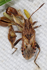 Stictopleurus crassicornis