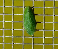 Tettigometridae