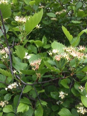 Crataegus chrysocarpa phoeniceoides