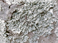 Punctelia subrudecta